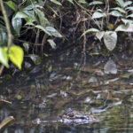 Arts & Vie - Tortuguero - Costa Rica