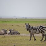 Arts & Vie - Amboseli - Kenya