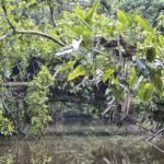 Arts & Vie - Tortuguero - Costa Rica
