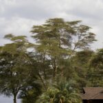 Arts & Vie - Amboseli - Kenya