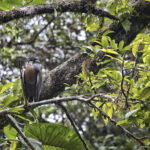 Arts & Vie - Tortuguero - Costa Rica