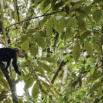 Arts & Vie - Tortuguero - Costa Rica