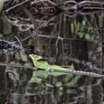Arts & Vie - Tortuguero - Costa Rica