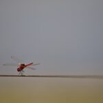 Arts & Vie - Amboseli - Kenya