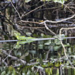Arts & Vie - Tortuguero - Costa Rica