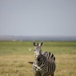 Arts & Vie - Amboseli - Kenya