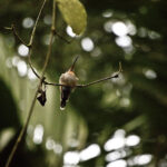 Arts & Vie - Tortuguero - Costa Rica