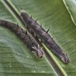 Arts & Vie - Arenal - Costa Rica