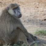 Arts & Vie - Amboseli - Kenya