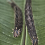 Arts & Vie - Arenal - Costa Rica