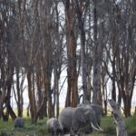 Arts & Vie - Amboseli - Kenya