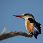 Arts & Vie - Amboseli - Kenya