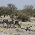 Arts & Vie - Etosha - Namibie