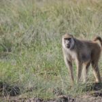 Arts & Vie - Amboseli - Kenya