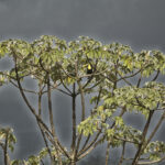 Arts & Vie - Arenal - Costa Rica