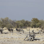 Arts & Vie - Etosha - Namibie