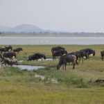 Arts & Vie - Amboseli - Kenya