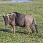 Arts & Vie - Amboseli - Kenya