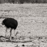 Arts & Vie - Etosha - Namibie