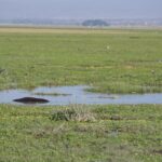 Arts & Vie - Amboseli - Kenya