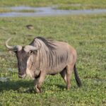 Arts & Vie - Amboseli - Kenya
