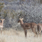 Arts & Vie - Etosha - Namibie