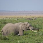 Arts & Vie - Amboseli - Kenya