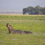 Arts & Vie - Amboseli - Kenya