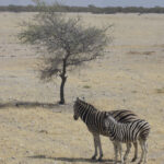 Arts & Vie - Etosha - Namibie