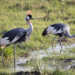 Arts & Vie - Amboseli - Kenya