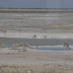 Arts & Vie - Etosha - Namibie