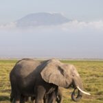 Arts & Vie - Amboseli - Kenya