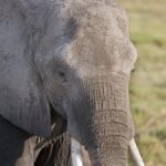 Arts & Vie - Amboseli - Kenya