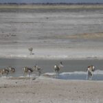 Arts & Vie - Etosha - Namibie