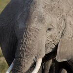 Arts & Vie - Amboseli - Kenya
