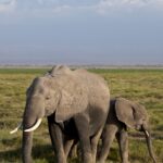 Arts & Vie - Amboseli - Kenya