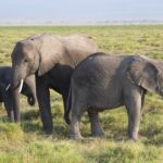 Arts & Vie - Amboseli - Kenya