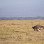 Arts & Vie - Amboseli - Kenya