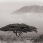 Arts & Vie - Amboseli - Kenya