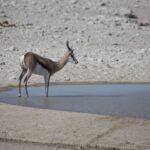Arts & Vie - Etosha - Namibie
