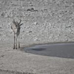 Arts & Vie - Etosha - Namibie