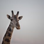 Arts & Vie - Amboseli - Kenya