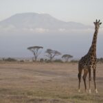 Arts & Vie - Amboseli - Kenya