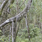 Arts & Vie - Arenal - Costa Rica