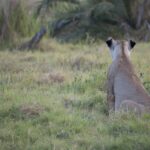 Arts & Vie - Amboseli - Kenya