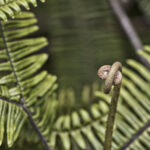 Arts & Vie - Arenal - Costa Rica
