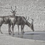 Arts & Vie - Etosha - Namibie