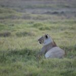 Arts & Vie - Amboseli - Kenya