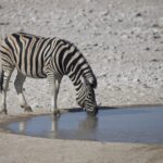 Arts & Vie - Etosha - Namibie