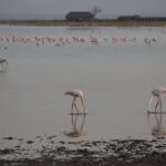Arts & Vie - Amboseli - Kenya
